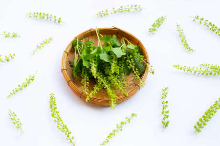 Holy basil leaves on white background.
