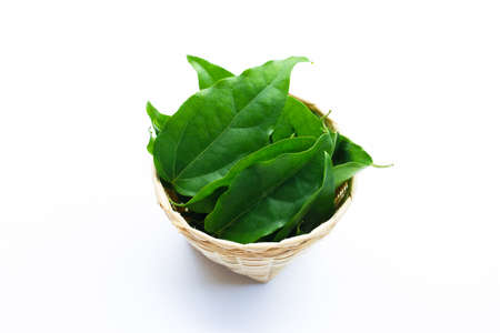 Fresh tiliacora triandra green leaves