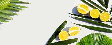 Fresh lemon with palm tree leaf on white background.の写真素材