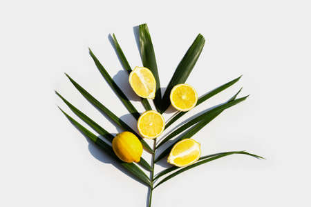 Fresh lemon on tropical palm leaf on whiteの写真素材