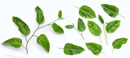 Passion fruit leaves on a white background.