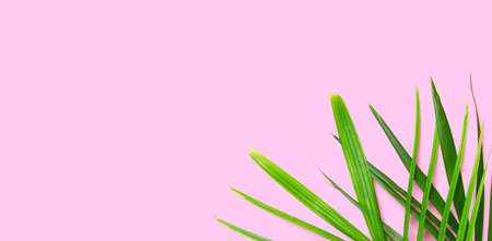 Tropical palm leaves on pink background. Summer background conceptの写真素材