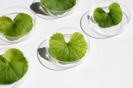 Fresh leaves of gotu kola in petri dishes on white background.の写真素材