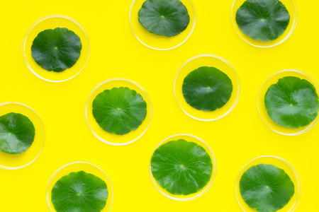 Fresh green centella asiatica leaves in petri dishes on yellow background.の写真素材