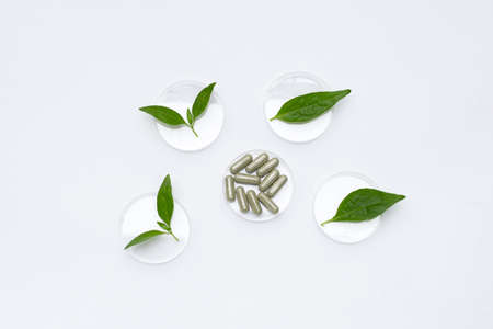 capsule with kariyat or andrographis paniculata green leaves in petri dishes on whiteの写真素材
