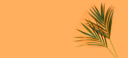 Tropical palm leaves on orange background. Summer background conceptの写真素材