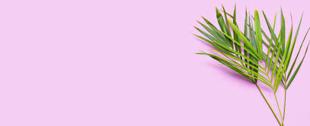 Tropical palm leaves on pink background. Summer background conceptの写真素材
