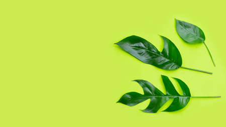 Monstera deliciosa liebm leaves on green background.の写真素材