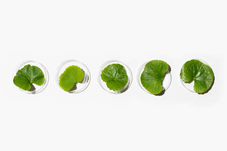 Fresh leaves of gotu kola in petri dishes on white background.