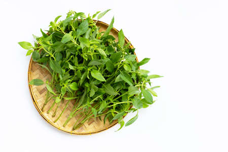 Hairy Basil in bamboo basket on white background.の写真素材