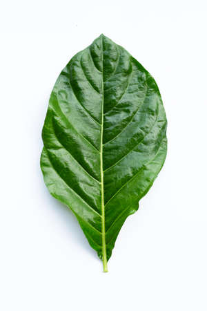 Noni or Morinda Citrifolia leaf on white background.の写真素材