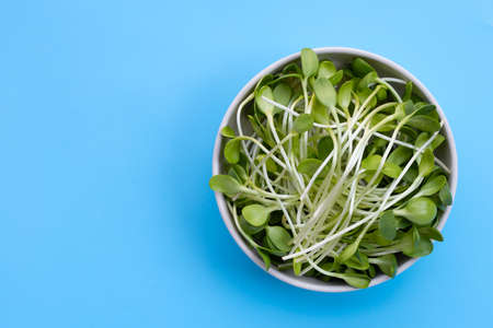 Sunflower Sprout in white bowl on blue background.の写真素材