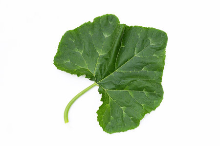 Green pumpkin leaf on white backgroundの写真素材