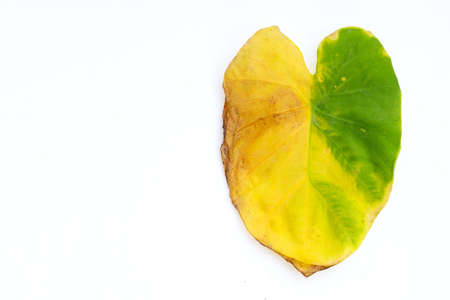 Elephant Ear dry leaf on white background.の写真素材