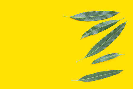 Mango leaf on yellow background.の写真素材