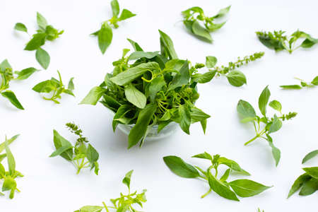 Hairy Basil leaves on white background.