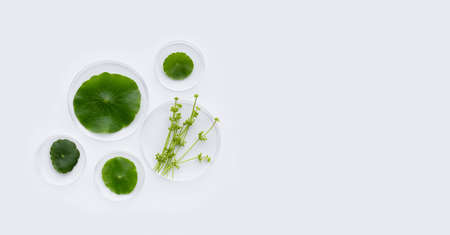 Fresh green centella asiatica leaves in petri dishes on white background.