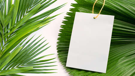 Blank paper on tropical palm dry leaves.  Copy spaceの写真素材