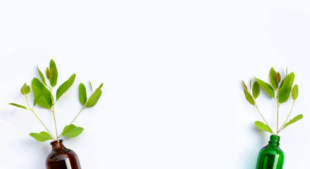 Eucalyptus leaves in bottles on white background.の写真素材