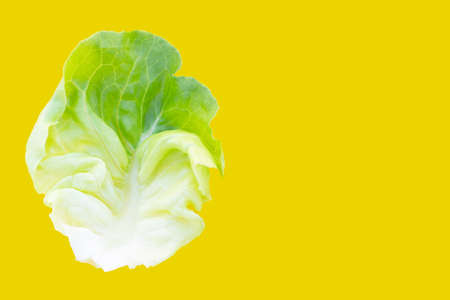 Lettuce leaf on yellow background. Copy spaceの写真素材