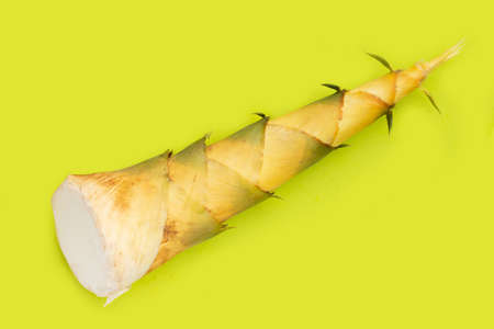 Bamboo shoot on green background.の写真素材
