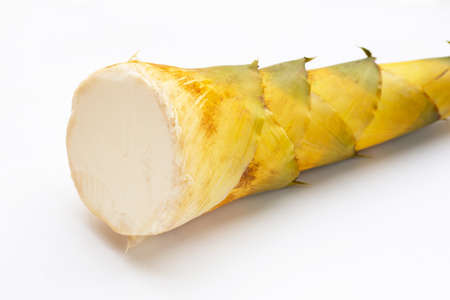 Bamboo shoot on white background.の写真素材
