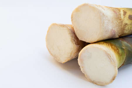 Fresh bamboo shoots white background.の写真素材