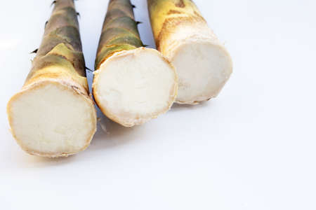 Fresh bamboo shoots white background.の写真素材