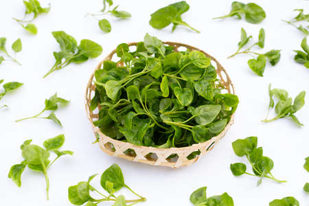 Watercress isolated on white backgroundの写真素材
