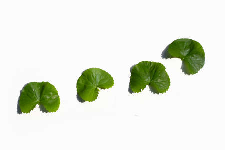 Fresh leaves of gotu kola on white background.の写真素材