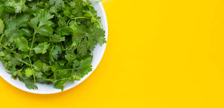 Coriander leaves in white plate on yellow background.の写真素材