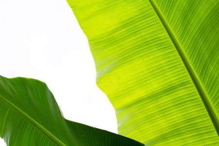 Banana leaves on white background.の写真素材