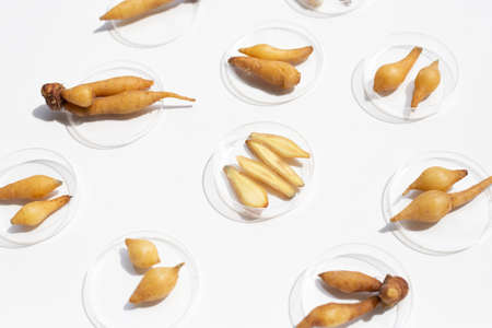 Fingerroot in petri dishes on a white background.