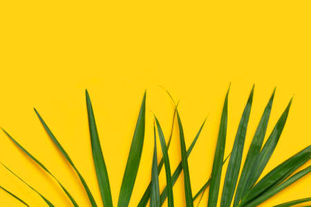 Green leaves of palm tree on yellow background.の写真素材