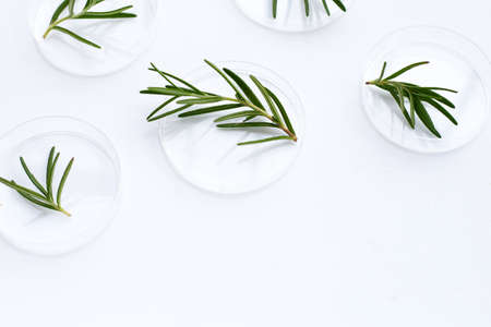 Rosemary leaves in petri dishes on white background.