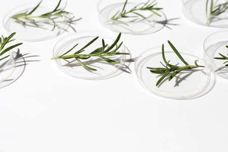 Essential oil with rosemary leaves in petri dishes on white background.の写真素材