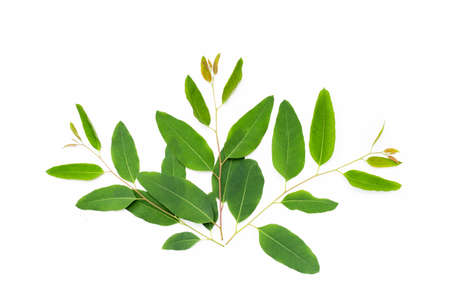 Eucalyptus leaves on white background.の写真素材