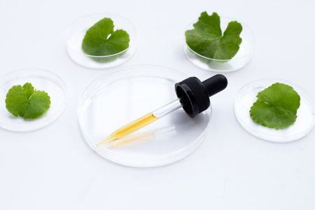 Essential oil with fresh leaves of gotu kola in petri dishes on white background.