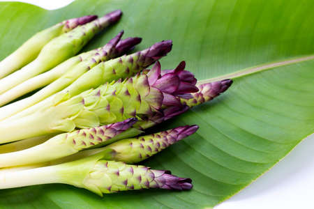 Curcuma sessilis flower on white background.の写真素材