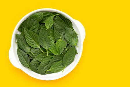 Sweet basil leaves in white bowl on yellow background.の写真素材