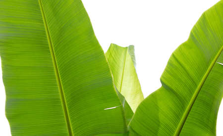 Banana leaves on white background.の写真素材