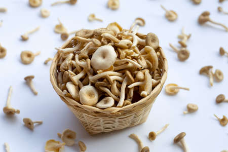 Fresh mushroom on white background. Lentinus squarrosulus montの写真素材
