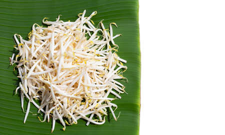 Bean sprouts on banana leafの写真素材