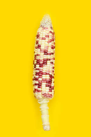 Colorful corn on yellow background.の写真素材