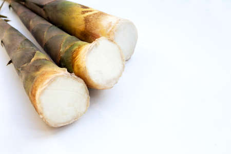 Fresh bamboo shoots white background.の写真素材