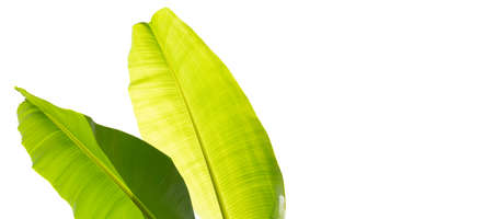 Banana leaves on white background.の写真素材