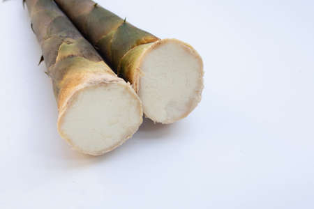 Fresh bamboo shoots white background.の写真素材