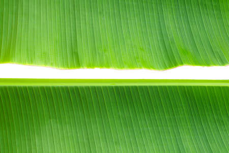 Banana leaves on white background.の写真素材
