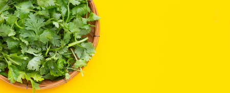 Fresh coriander leaves in bamboo basket on yellow background.の写真素材
