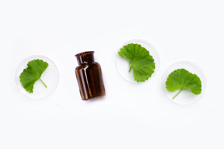 Fresh leaves of gotu kola in petri dishes on with medicine bottle white background.の写真素材